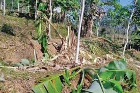 Ethakka Banana Price Crash