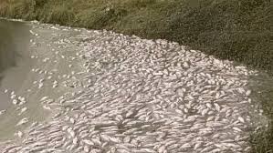 Kumbalangi Fish Death