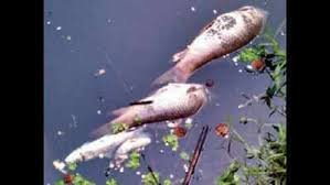 Kumbalangi Fish Death