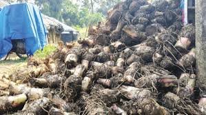 Ethakka Banana Price Crash