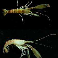 Alpheus Madhusoodanai Discovery