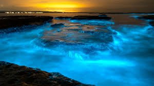 Bioluminescence 