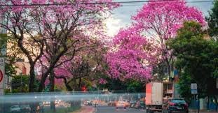Kochi Pink Flower Season
