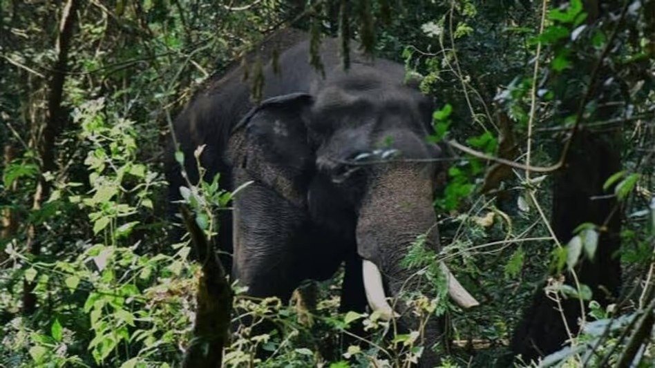 Kothamangalam Wild Elephant Attack