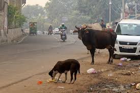 Stray Dog Attack Kerala