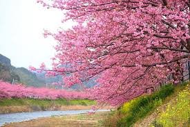cherry blossom