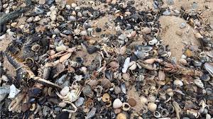 Fort Kochi shellfish death