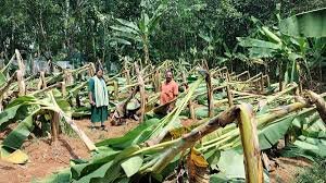 Kothamangalam Wild Elephant Attack