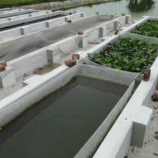 Water Hyacinth Biofloc Fish Farming