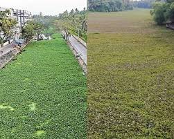 Water Hyacinth Biofloc Fish Farming