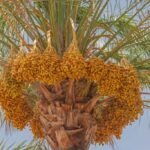 Date Palm Bunches at Mosque Courtyard