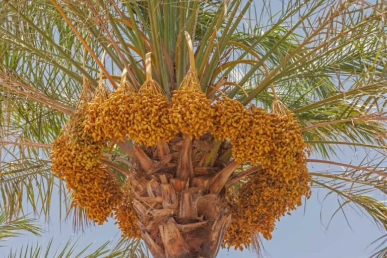 Date Palm Bunches at Mosque Courtyard