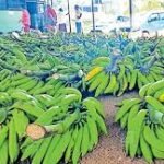 Ethakka Banana Price Crash