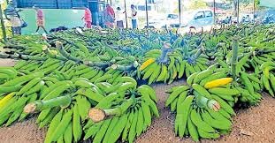 Ethakka Banana Price Crash
