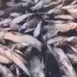 Kumbalangi Fish Death