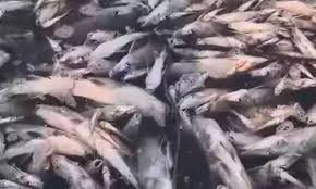 Kumbalangi Fish Death