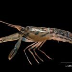 Alpheus Madhusoodanai Discovery