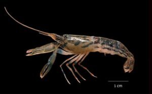 Alpheus Madhusoodanai Discovery