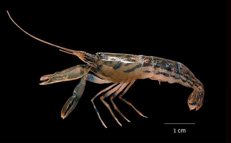 Alpheus Madhusoodanai Discovery