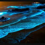 Bioluminescence Kochi 2026