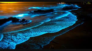 Bioluminescence Kochi 2026