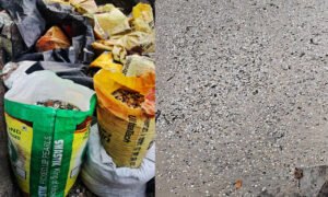 Fort Kochi shellfish death