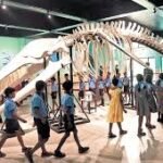 Giant Whale Skeleton Exhibition Kochi
