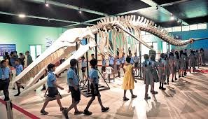 Giant Whale Skeleton Exhibition Kochi