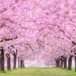 Kochi Pink Flower Season