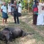 Kothamangalam Wild Elephant Attack