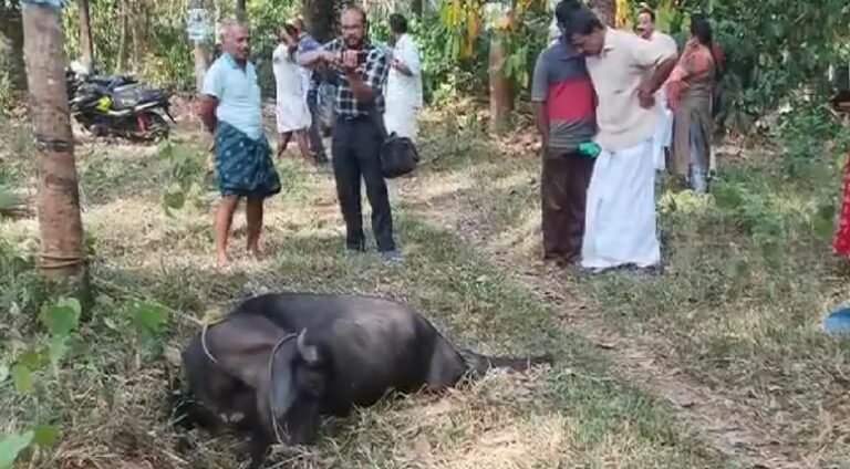 Kothamangalam Wild Elephant Attack