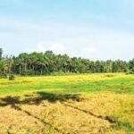 Reels Padasekharam Cultivation Eloor