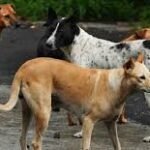 Stray Dog Attack Kerala