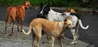 Stray Dog Attack Kerala